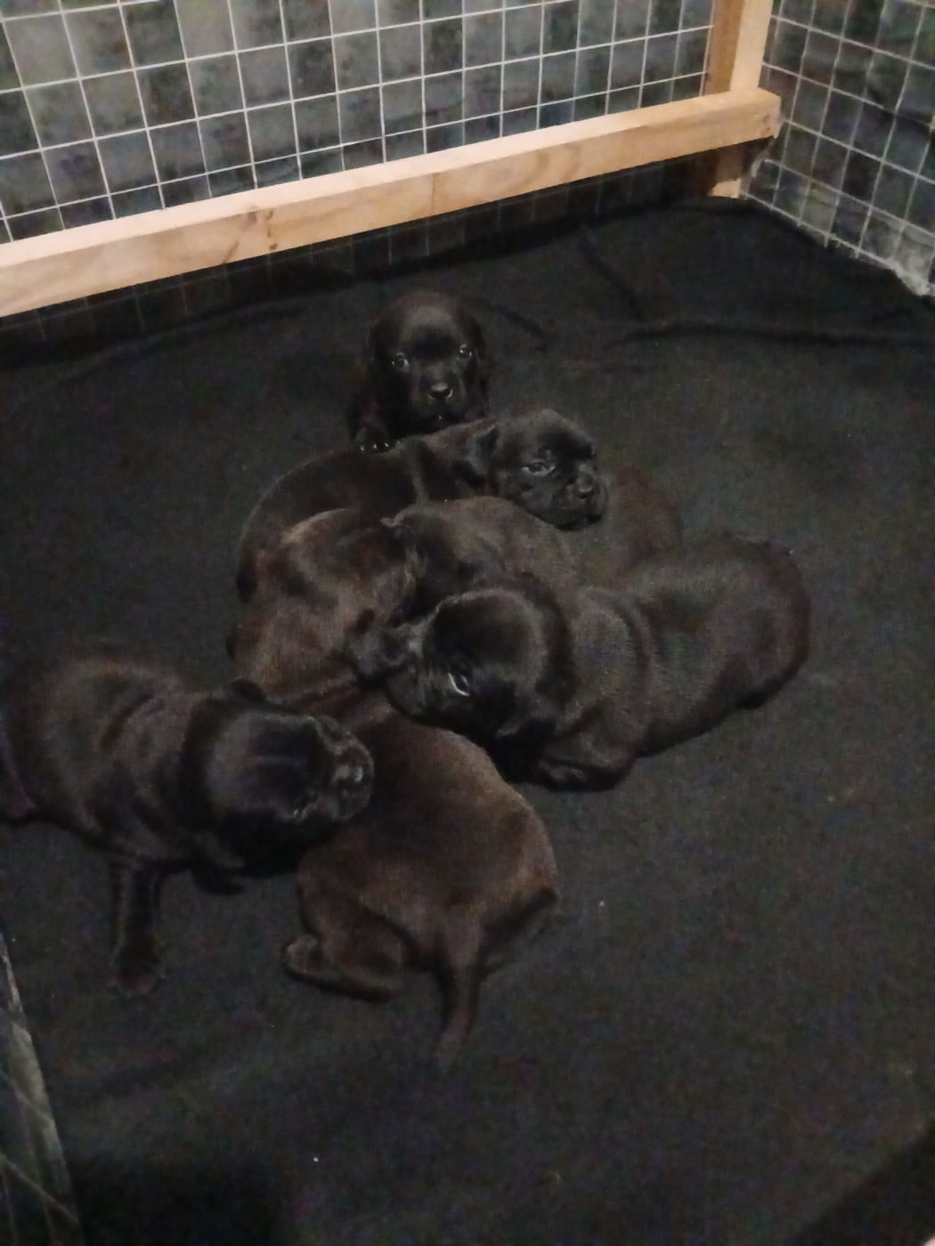 Chiot N°1 - Staffordshire Bull Terrier