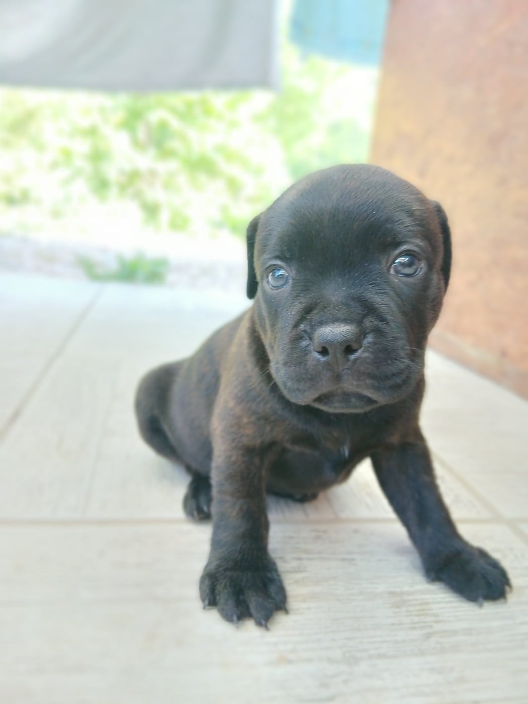 Chiot N°1