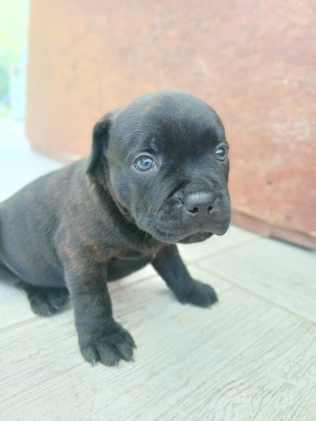 Chiot N°1