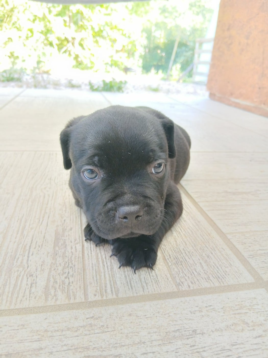 Chiot N°2