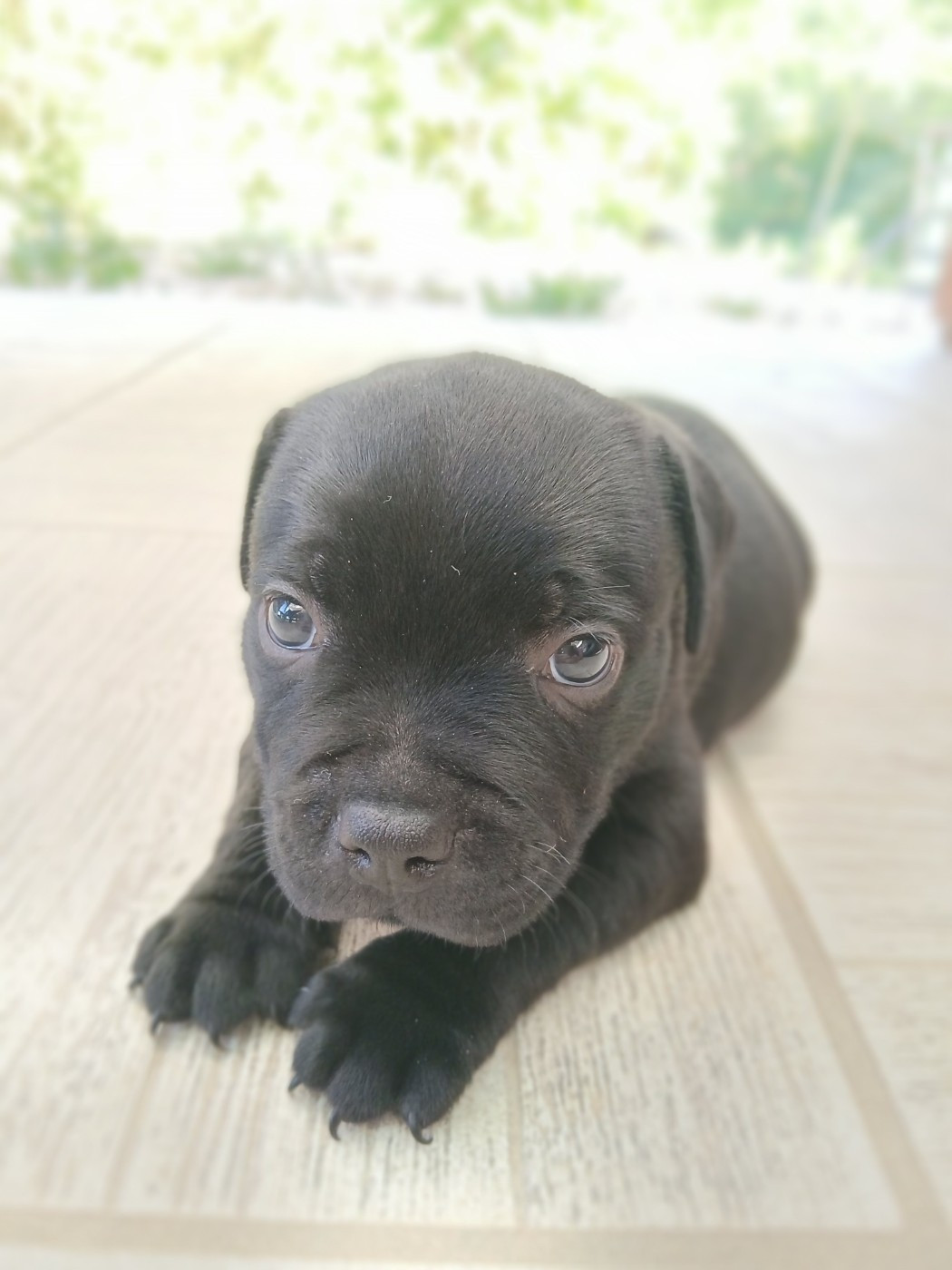 Chiot N°2