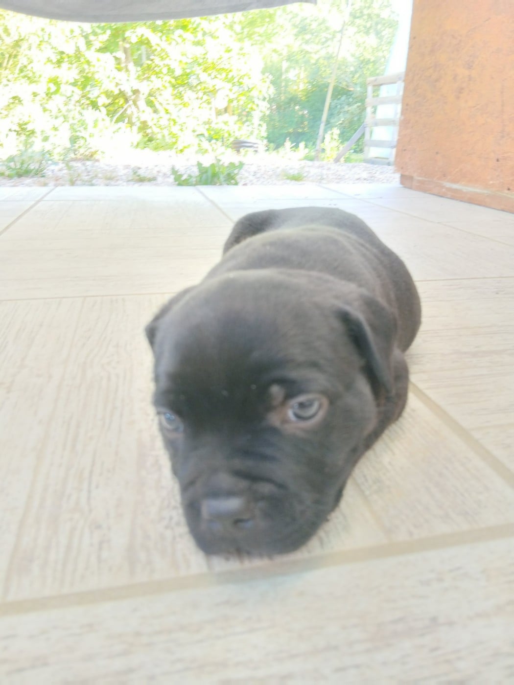 Chiot N°2