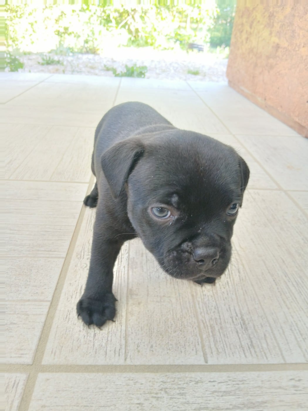 Chiot N°3