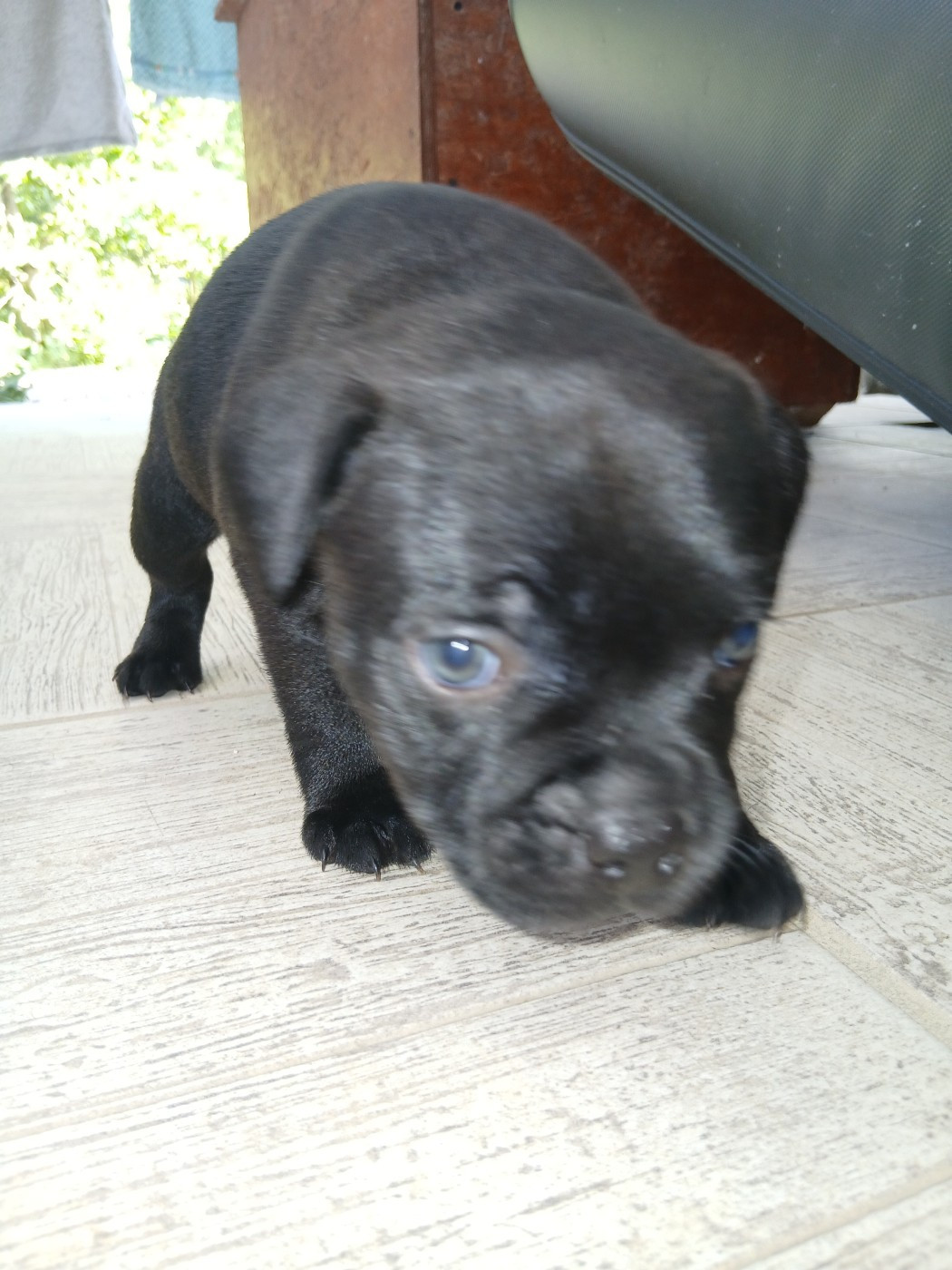 Chiot N°3