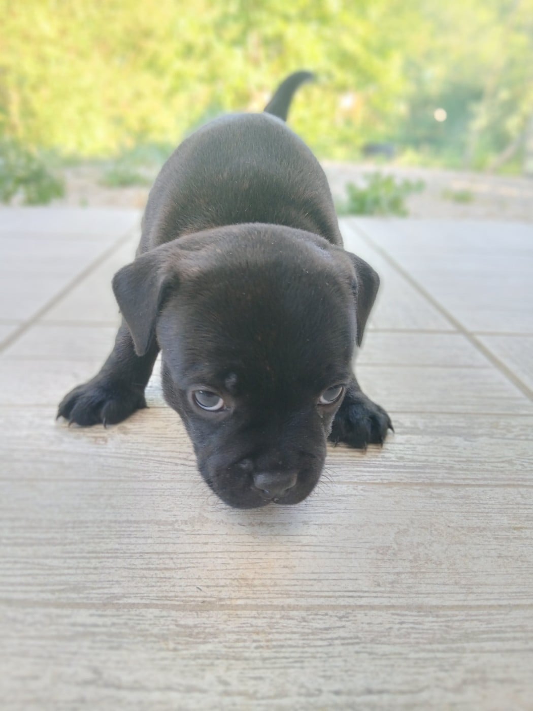 Chiot N°5