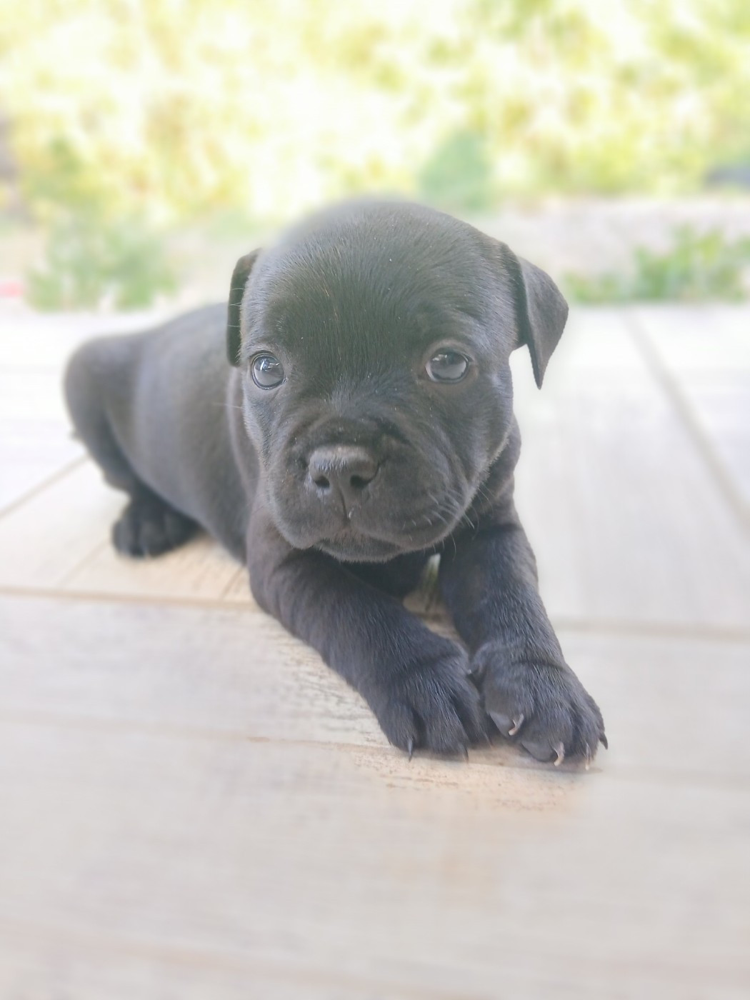 Chiot N°5