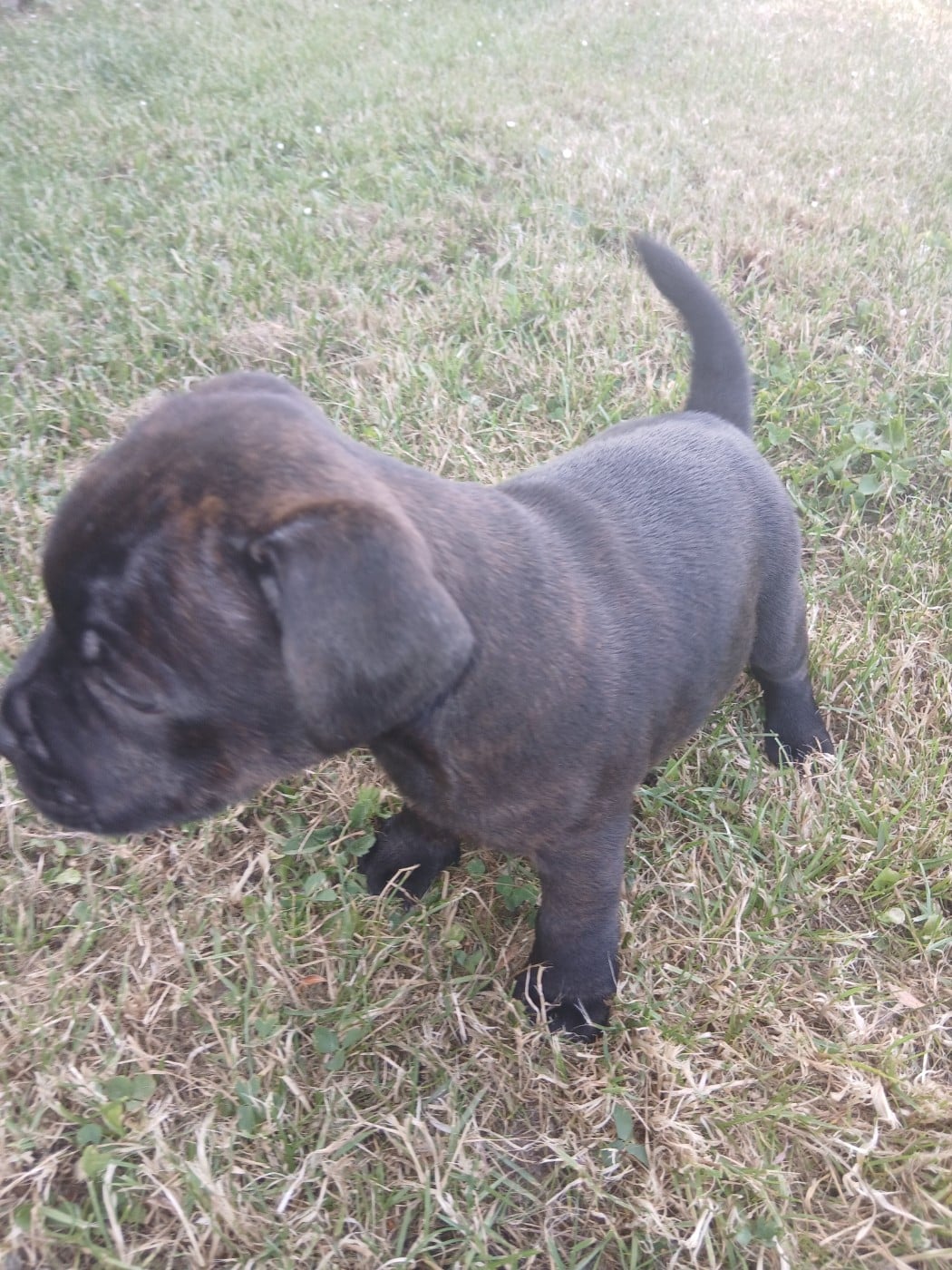 Chiot N°1