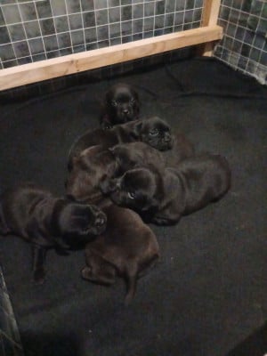 Chiot N°3 - Staffordshire Bull Terrier