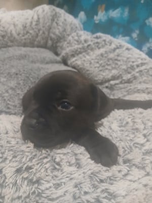 Les chiots de Staffordshire Bull Terrier