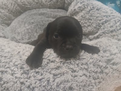 Les chiots de Staffordshire Bull Terrier
