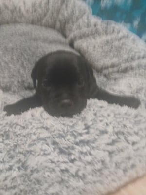 Les chiots de Staffordshire Bull Terrier