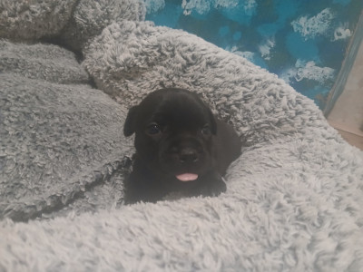 Les chiots de Staffordshire Bull Terrier