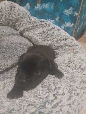 Les chiots de Staffordshire Bull Terrier