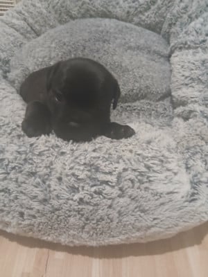 Les chiots de Staffordshire Bull Terrier