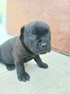 Les chiots de Staffordshire Bull Terrier