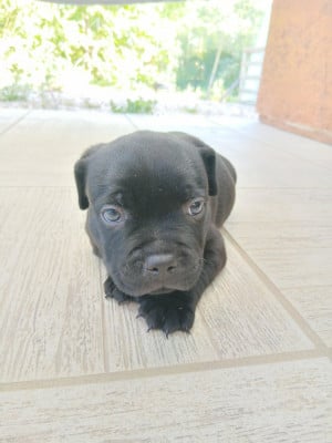 Les chiots de Staffordshire Bull Terrier