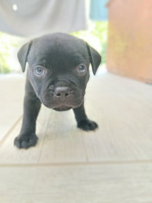 Les chiots de Staffordshire Bull Terrier