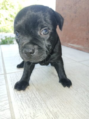Les chiots de Staffordshire Bull Terrier