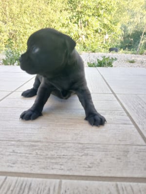 Les chiots de Staffordshire Bull Terrier