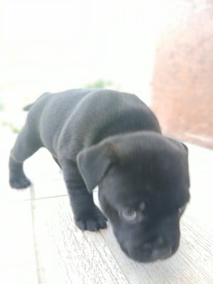 Les chiots de Staffordshire Bull Terrier