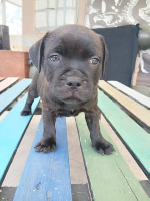 Les chiots de Staffordshire Bull Terrier