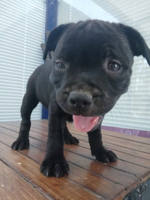 Les chiots de Staffordshire Bull Terrier