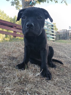 Les chiots de Staffordshire Bull Terrier