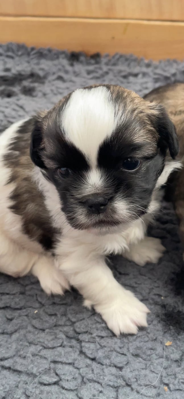 Bilbon - Epagneul tibetain