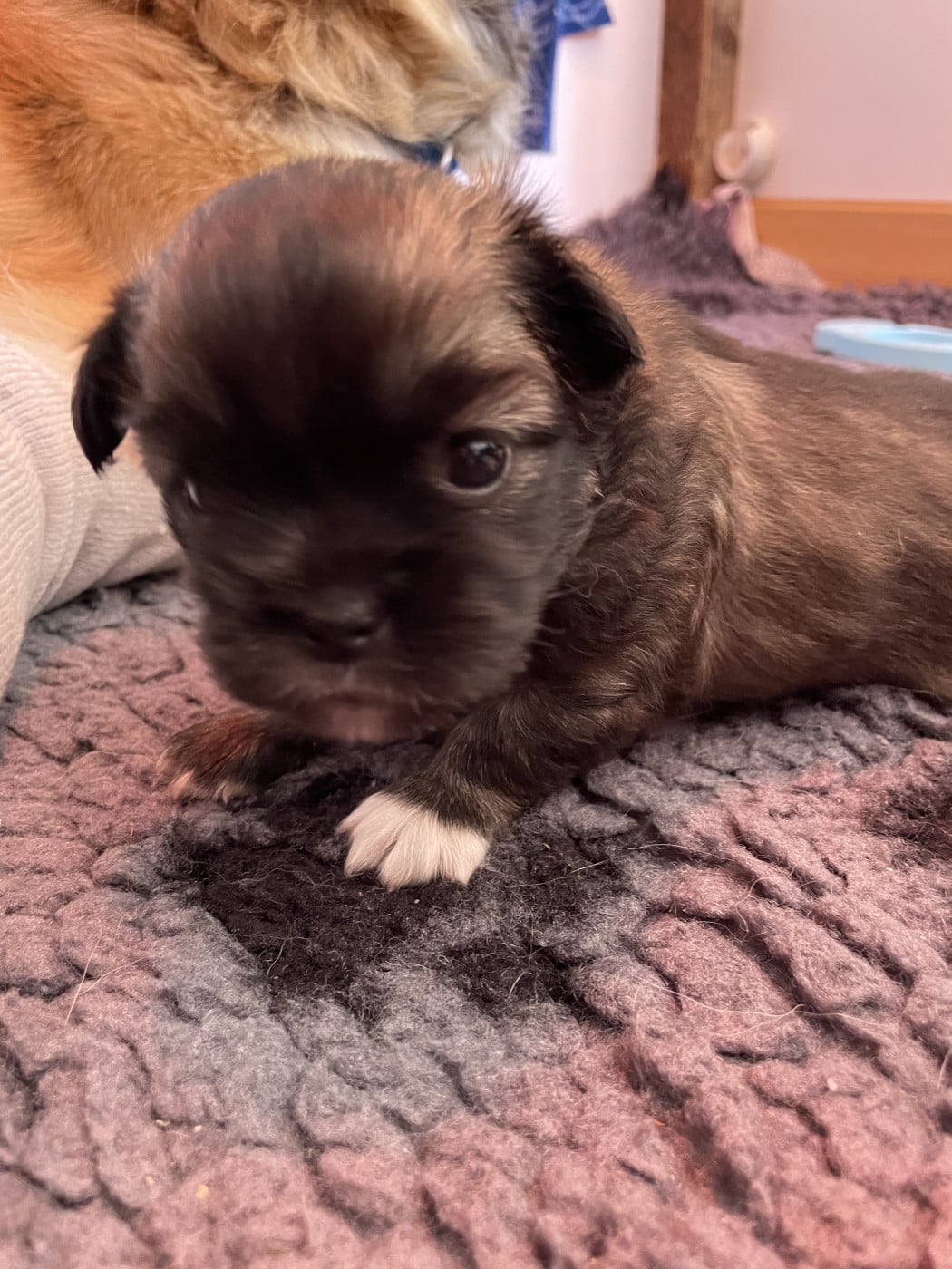 Bjorn - Epagneul tibetain