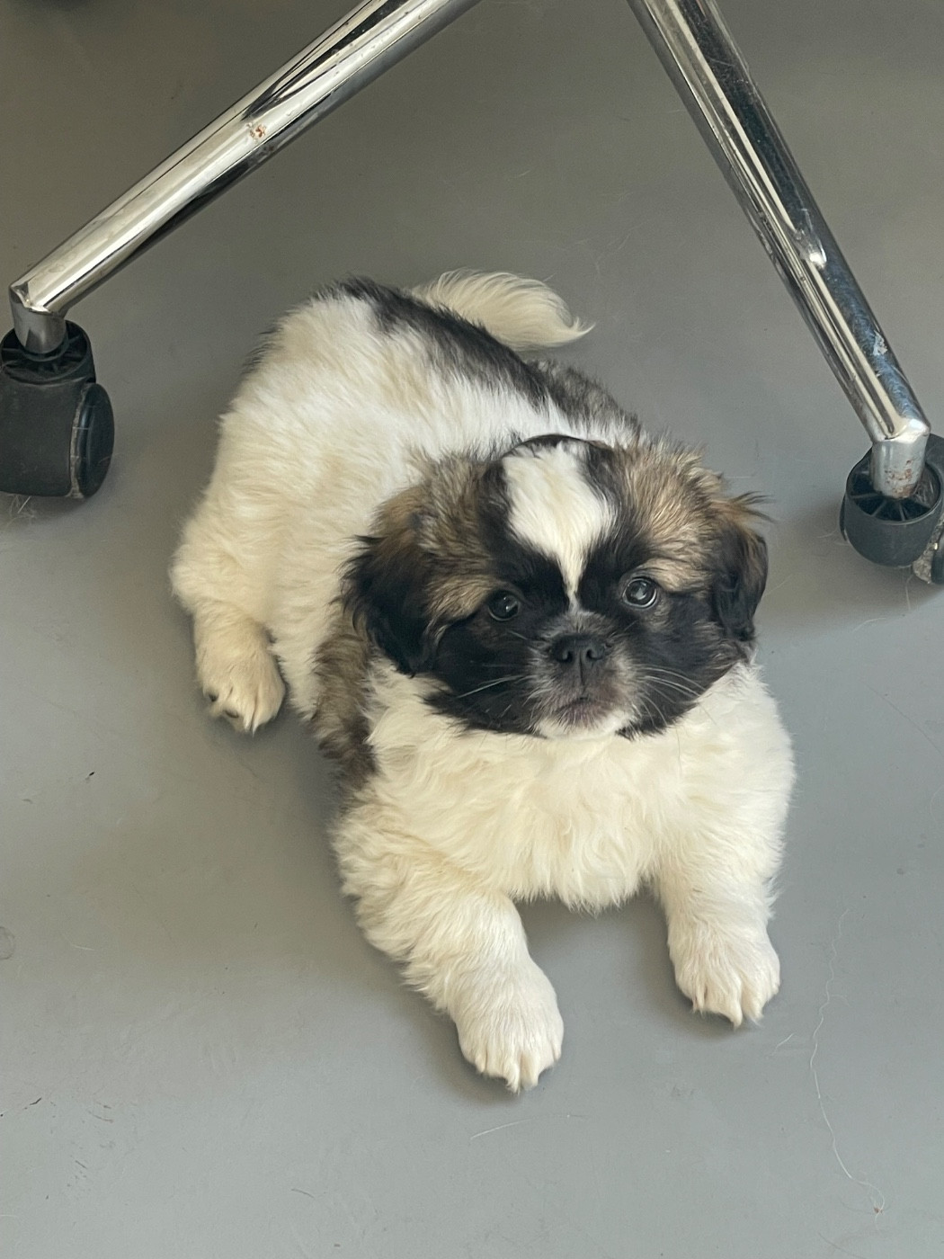 Benji