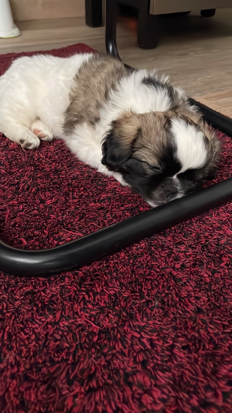 Benji
