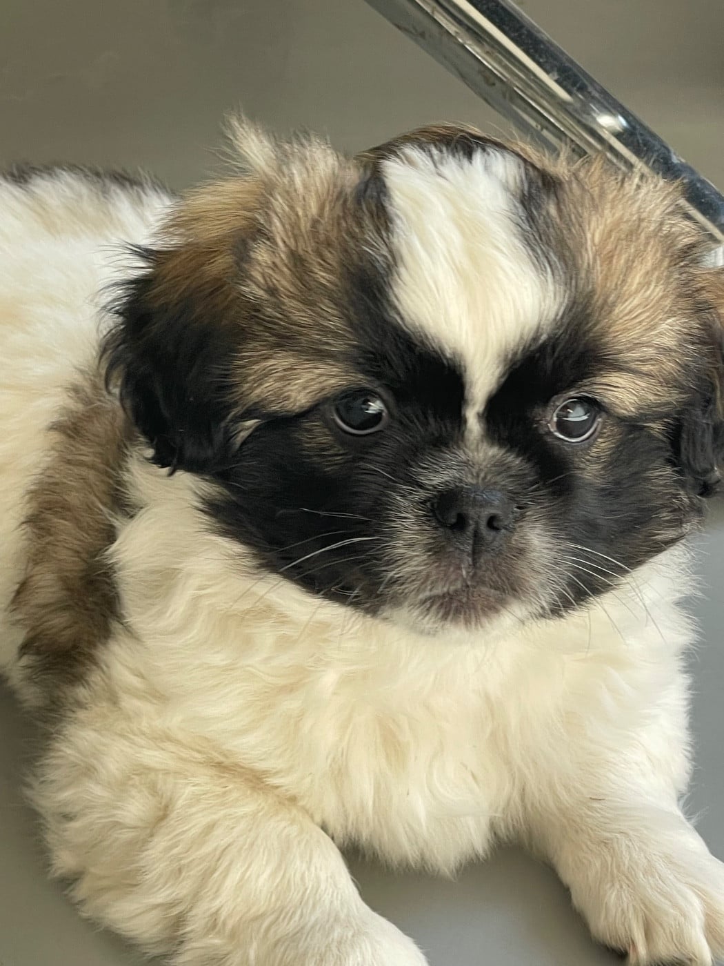 Benji
