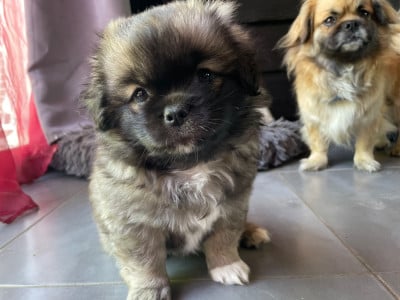 Les chiots de Epagneul tibetain