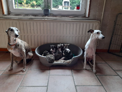 Étalon Whippet - venatorius Néron