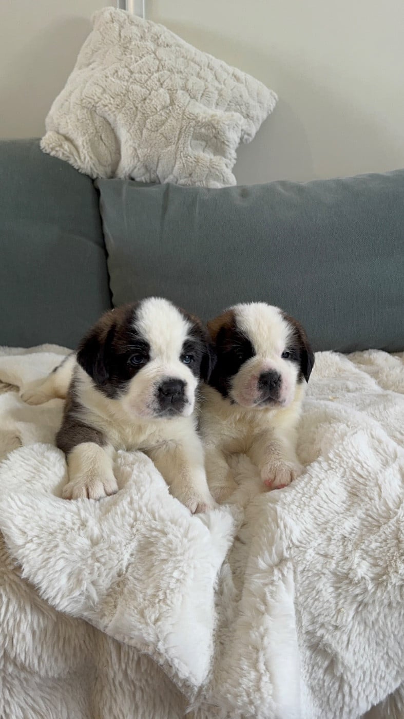 Chien du Saint-Bernard - d'en Temps