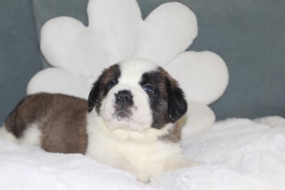 Collier Gris - Chien du Saint-Bernard