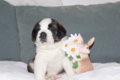Les chiots de Chien du Saint-Bernard