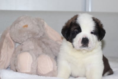 Collier Violet - Chien du Saint-Bernard