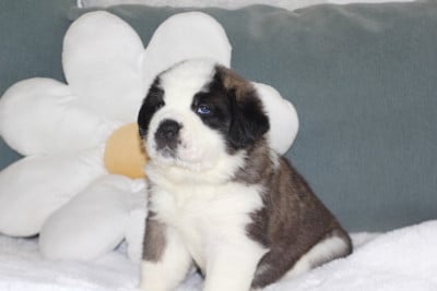 Collier Rouge - Chien du Saint-Bernard