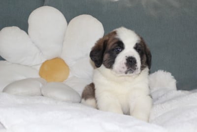 Collier Rose - Chien du Saint-Bernard