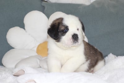 Collier Noir - Chien du Saint-Bernard