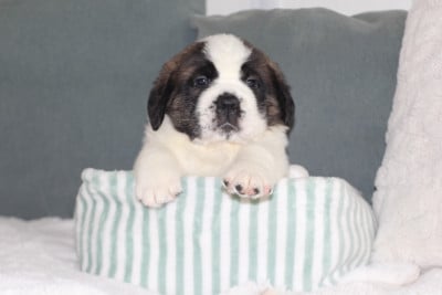 Les chiots de Chien du Saint-Bernard