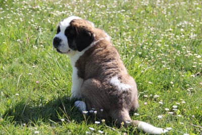 Les chiots de Chien du Saint-Bernard