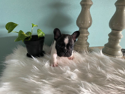 Les chiots de Bouledogue français