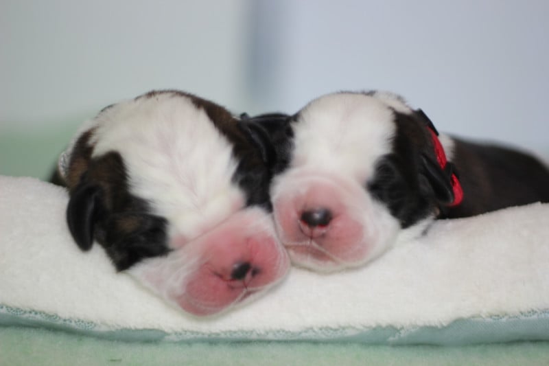 Chien du Saint-Bernard - d'en Temps