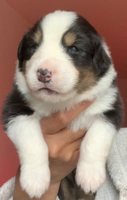 Les chiots de Berger Australien
