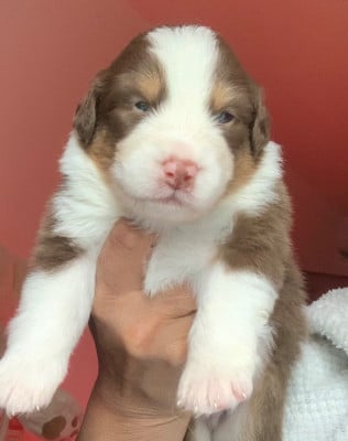 Les chiots de Berger Australien