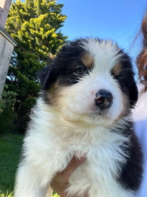 Les chiots de Berger Australien