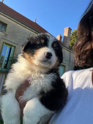 Les chiots de Berger Australien