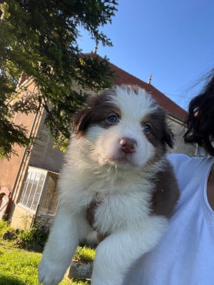 Les chiots de Berger Australien